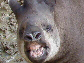 Toddler mauled by Tapir